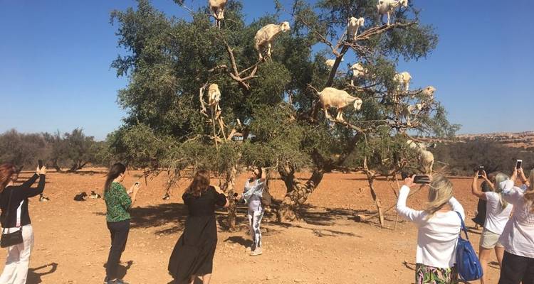 Dessert Tour from Marrakech to Fes 4D/3N - Across Africa Tours & Travel 3