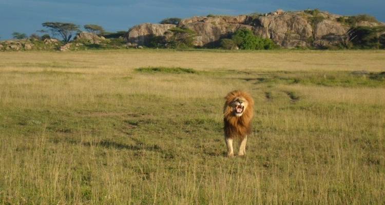 5 days Private Camping Safari in Serengeti, Ngorongoro, Tarangire and Lake Manyara - Safari Serengeti Booking 6