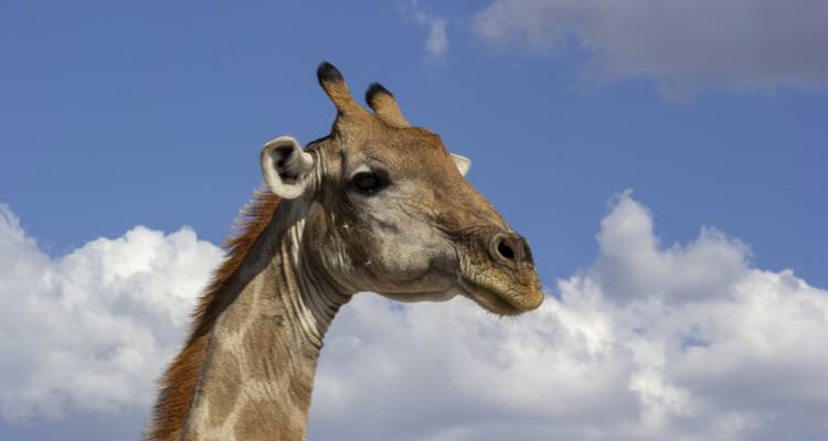 Namibie du Nord, Damaraland, Côte et Sossusvlei - Safari camping - 10 jours - Bluecrane Safaris Namibia 10