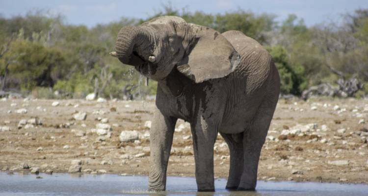 Namibie du Nord, Damaraland, Côte et Sossusvlei - Safari camping - 10 jours - Bluecrane Safaris Namibia 9