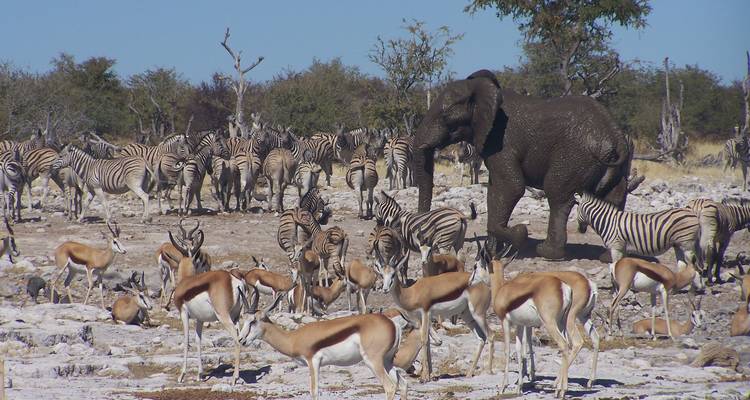 Namibie du Nord, Damaraland, Côte et Sossusvlei - Safari camping - 10 jours - Bluecrane Safaris Namibia 8
