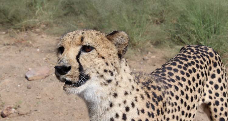 Namibie du Nord, Damaraland, Côte et Sossusvlei - Safari camping - 10 jours - Bluecrane Safaris Namibia 7