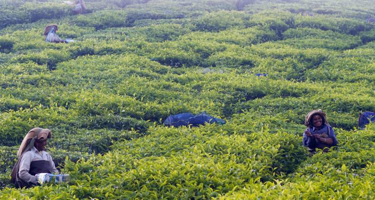 Tailor-Made Best Kerala Tour Package, Daily Depart & Private Car - Agate Travel 1