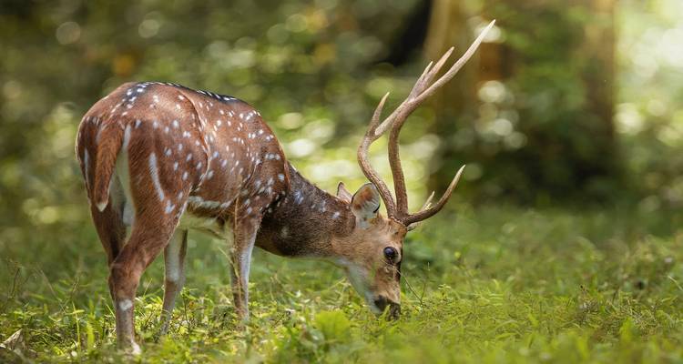 Tailor-Made Best Kerala Tour Package, Daily Depart & Private Car - Agate Travel 6
