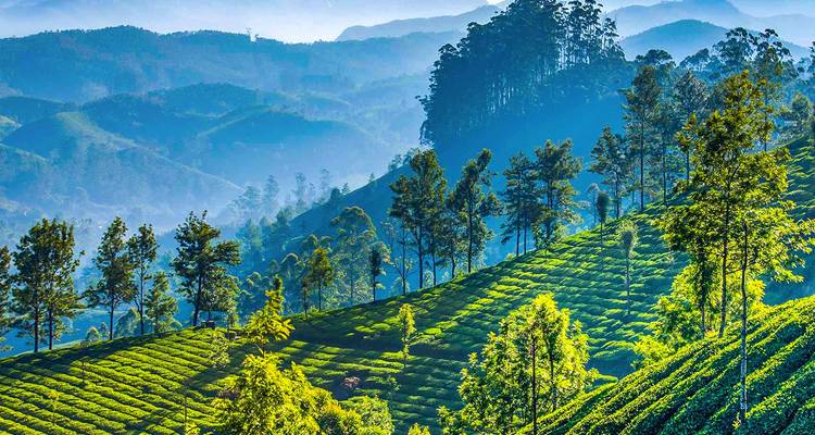 Les plantations de thé verdoyantes de Munnar s'étendant à travers les collines vallonnées.