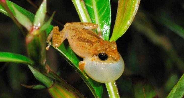 Gros plan d'une grenouille assise sur une feuille verte.