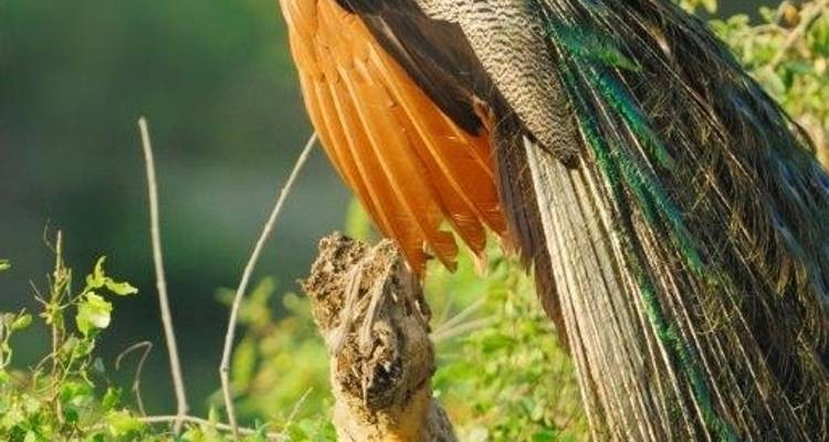 Leopards and Endemic Birds of Sri Lanka - Aitken Spence Travel 10
