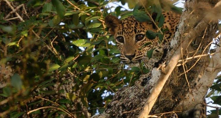Leopards and Endemic Birds of Sri Lanka - Aitken Spence Travel 7
