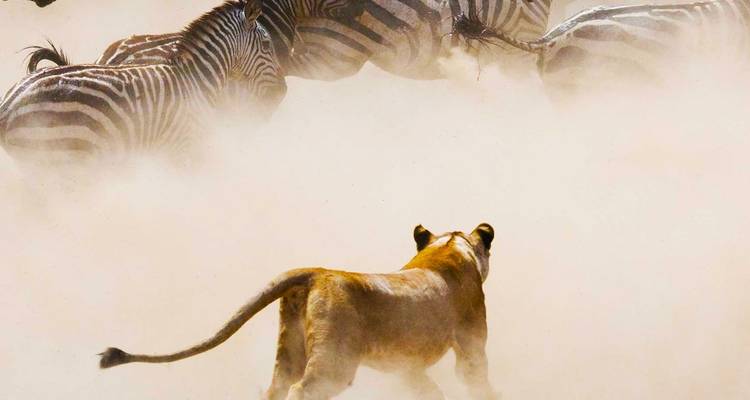 5 jours Join Group Luxury Safari Serengeti, Ngorongoro, Tarangire et Lake Manyara - Safari Serengeti Booking 9