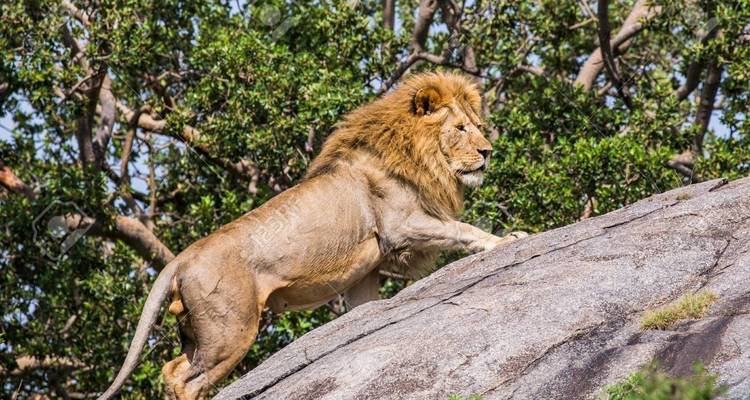 5 jours Join Group Luxury Safari Serengeti, Ngorongoro, Tarangire et Lake Manyara - Safari Serengeti Booking 1