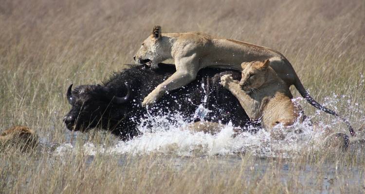 5 jours Join Group Luxury Safari Serengeti, Ngorongoro, Tarangire et Lake Manyara - Safari Serengeti Booking 8