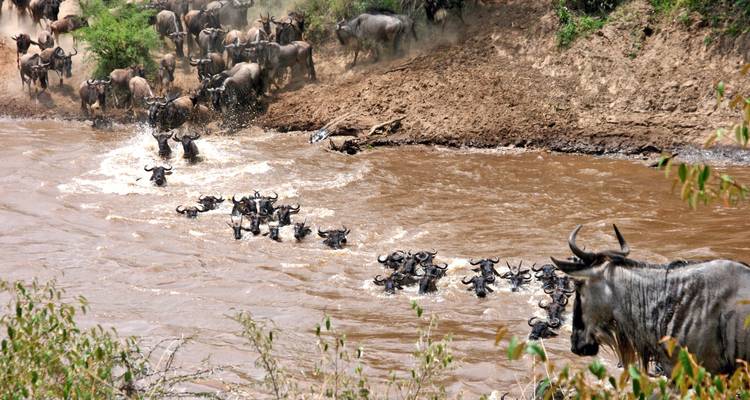 5 jours Join Group Luxury Safari Serengeti, Ngorongoro, Tarangire et Lake Manyara - Safari Serengeti Booking 4