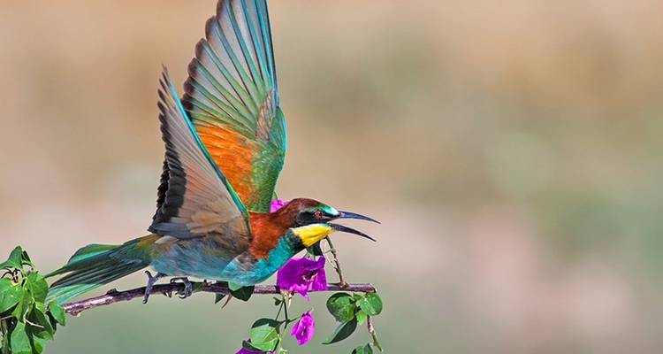 5 jours Join Group Luxury Safari Serengeti, Ngorongoro, Tarangire et Lake Manyara - Safari Serengeti Booking 7