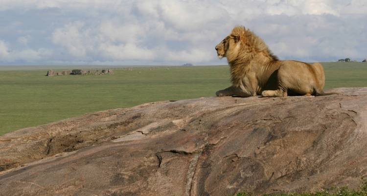 5 jours Join Group Luxury Safari Serengeti, Ngorongoro, Tarangire et Lake Manyara - Safari Serengeti Booking 10