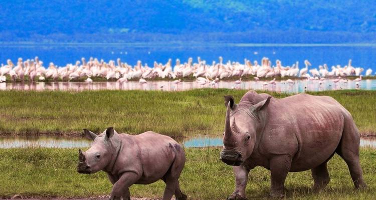 5 Jours Join Group Midrange Safari Serengeti, Ngorongoro, Tarangire et Parc National du Lac Manyara - Safari Serengeti Booking 3
