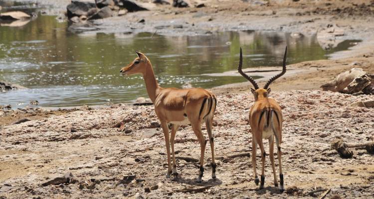 5 Jours Join Group Midrange Safari Serengeti, Ngorongoro, Tarangire et Parc National du Lac Manyara - Safari Serengeti Booking 7