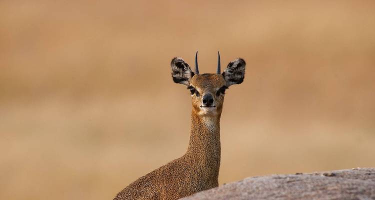 5 Jours Join Group Midrange Safari Serengeti, Ngorongoro, Tarangire et Parc National du Lac Manyara - Safari Serengeti Booking 9