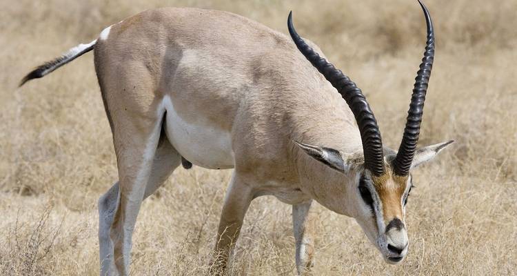 5 Jours Join Group Midrange Safari Serengeti, Ngorongoro, Tarangire et Parc National du Lac Manyara - Safari Serengeti Booking 8