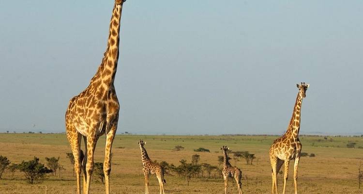 5 Jours Join Group Midrange Safari Serengeti, Ngorongoro, Tarangire et Parc National du Lac Manyara - Safari Serengeti Booking 6