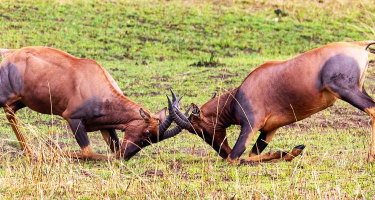 5 Jours Join Group Midrange Safari Serengeti, Ngorongoro, Tarangire et Parc National du Lac Manyara - Safari Serengeti Booking 4