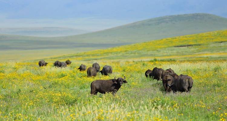 5 Jours Join Group Midrange Safari Serengeti, Ngorongoro, Tarangire et Parc National du Lac Manyara - Safari Serengeti Booking 1