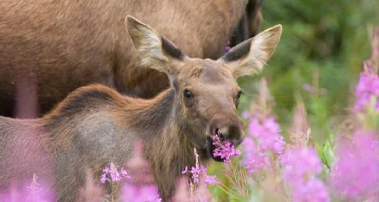 Parques nacionales de Grand Teton / Yellowstone aventura de 2 días / 1 noche por la vida salvaje - BrushBuck Wildlife Tours 9