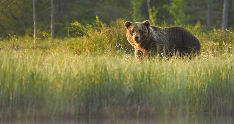 Parques nacionales de Grand Teton / Yellowstone aventura de 2 días / 1 noche por la vida salvaje - BrushBuck Wildlife Tours 3