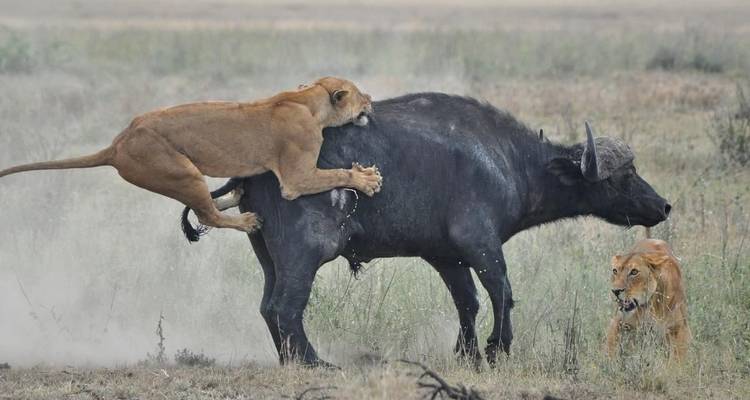 6 jours de safari en groupe dans les parcs nationaux du Serengeti, du Ngorongoro, du Tarangire et du lac Manyara - Safari Serengeti Booking 6