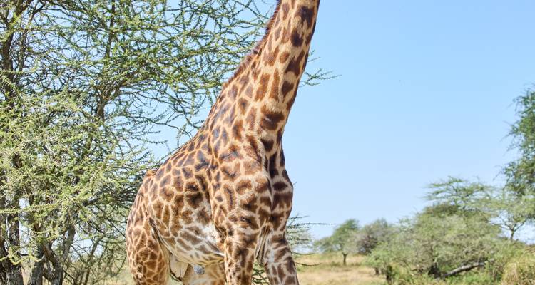 Grande girafe debout à côté d'arbres dans une savane.