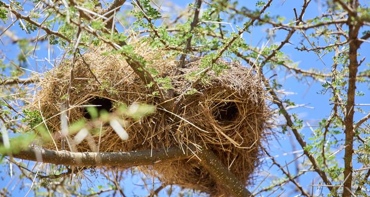 Gros plan sur des nids d'oiseaux dans un arbre.