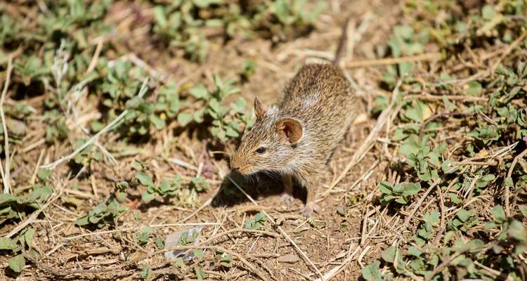Petit rongeur dans un terrain herbeux.