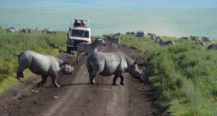Rhinocéros traversant une route de terre avec un troupeau de zèbres en arrière-plan.