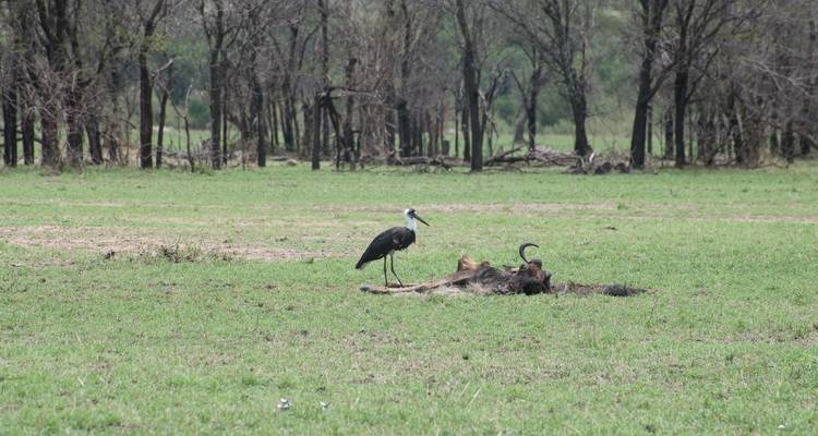 6 jours de safari en groupe dans les parcs nationaux du Serengeti, du Ngorongoro, du Tarangire et du lac Manyara - Safari Serengeti Booking 1