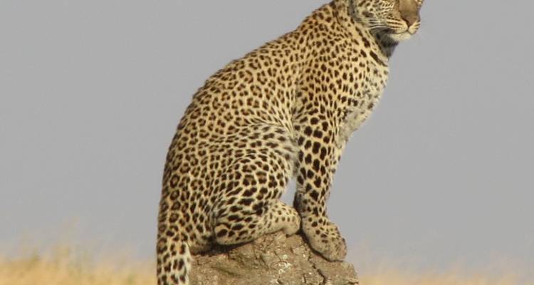 Circuito de un día al Parque Nacional de Tarangire - Safari Serengeti Booking 4