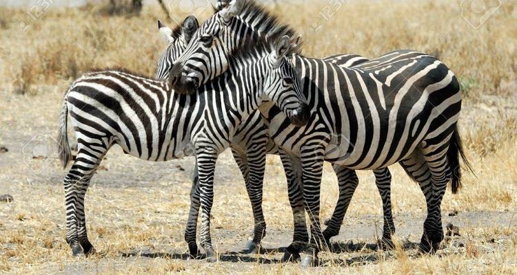 Circuito de un día al Parque Nacional de Tarangire - Safari Serengeti Booking 1