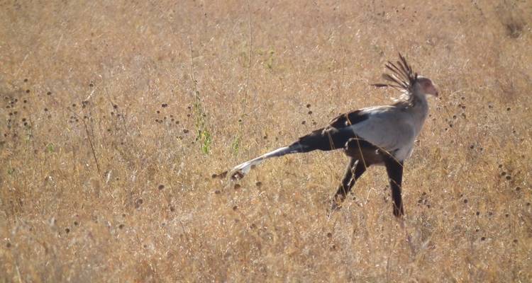 Circuito de un día al Parque Nacional de Tarangire - Safari Serengeti Booking 9