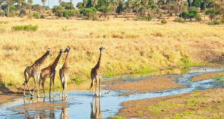 Circuito de un día al Parque Nacional de Tarangire - Safari Serengeti Booking 8