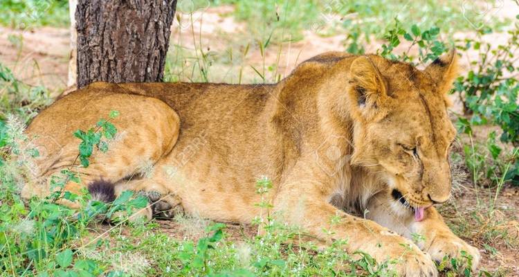 Circuito de un día al Parque Nacional de Tarangire - Safari Serengeti Booking 7