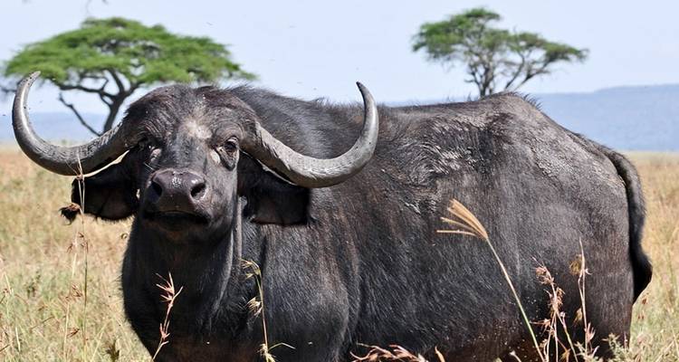 Circuito de un día al Parque Nacional de Tarangire - Safari Serengeti Booking 3