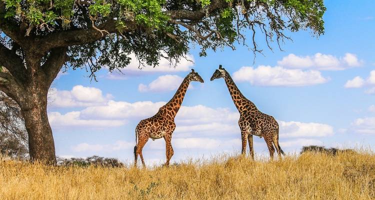 Circuito de un día al Parque Nacional de Tarangire - Safari Serengeti Booking 2