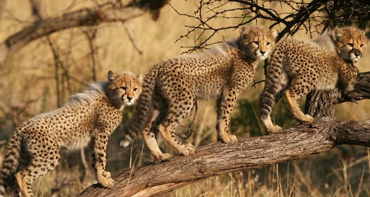 Circuito de un día al Parque Nacional de Tarangire - Safari Serengeti Booking 6