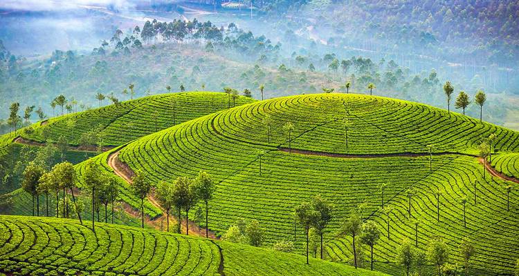 Une étendue luxuriante de plantations de thé à Munnar, marquée par de douces collines.
