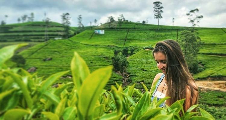 Sri Lanka Classic Tour - 7 jours et 6 nuits avec chauffeur privé, véhicule et hébergement H/B - Lanka Safe Tours 7