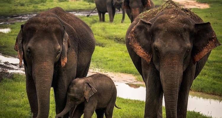 Sri Lanka Classic Tour - 7 jours et 6 nuits avec chauffeur privé, véhicule et hébergement H/B - Lanka Safe Tours 3