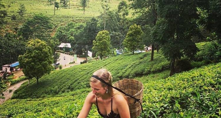Sri Lanka Classic Tour - 7 jours et 6 nuits avec chauffeur privé, véhicule et hébergement H/B - Lanka Safe Tours 9