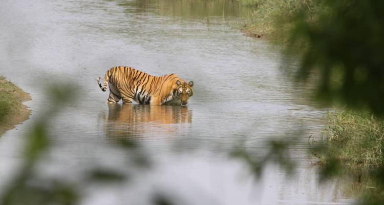 Tigre debout dans l'eau, entouré de verdure.
