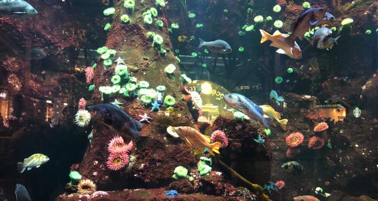 Vancouver Aquarium and Bloedel conservatory wildlife tour private - Globalduniya 1