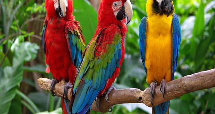 Vancouver Aquarium and Bloedel conservatory wildlife tour private - Globalduniya 3