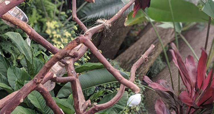 Vancouver Aquarium and Bloedel conservatory wildlife tour private - Globalduniya 6