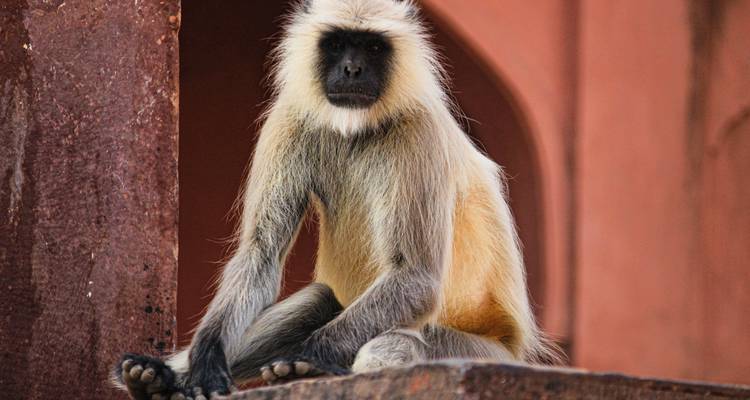 Un singe langur assis sur un mur.